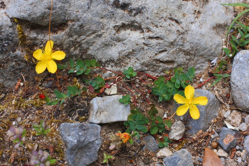 Hypericum trichocaulon photo 2