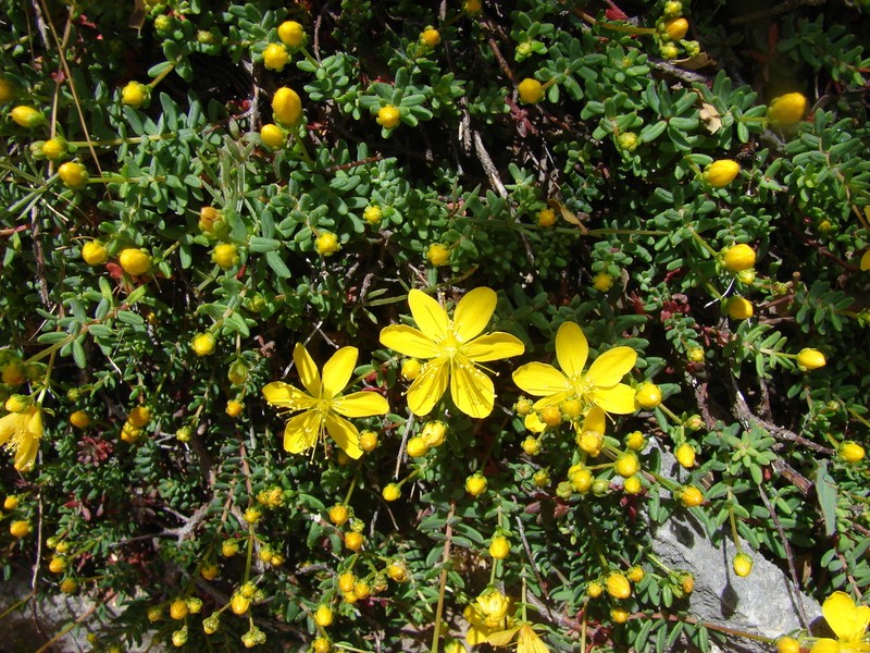 Hypericum trichocaulon photo 3