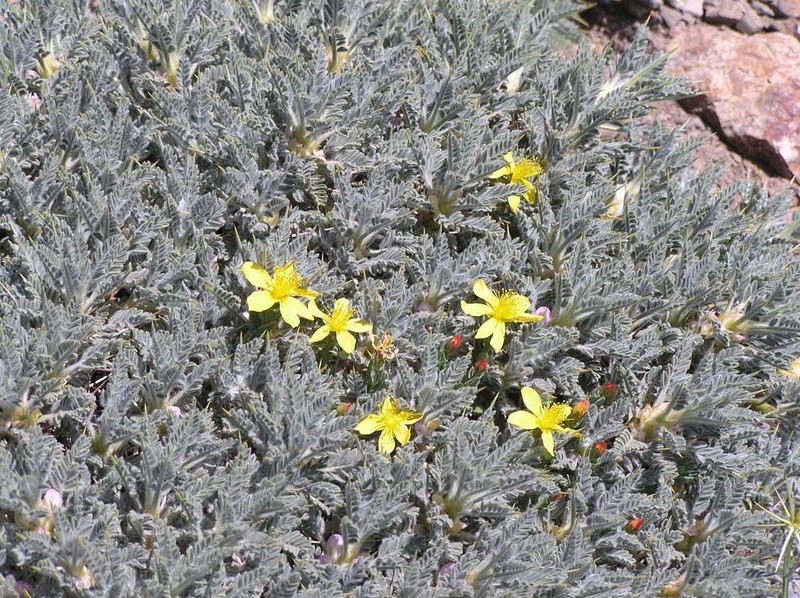 Hypericum trichocaulon photo 4