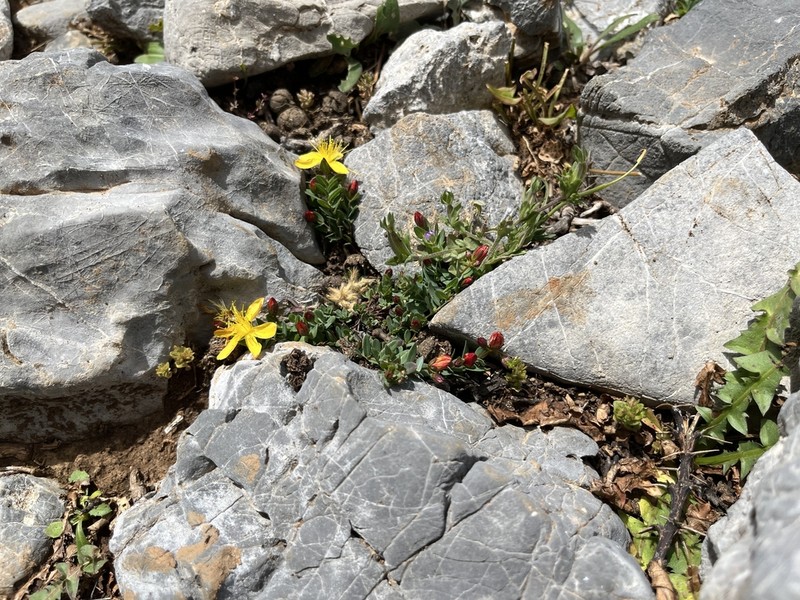 Hypericum trichocaulon photo 5
