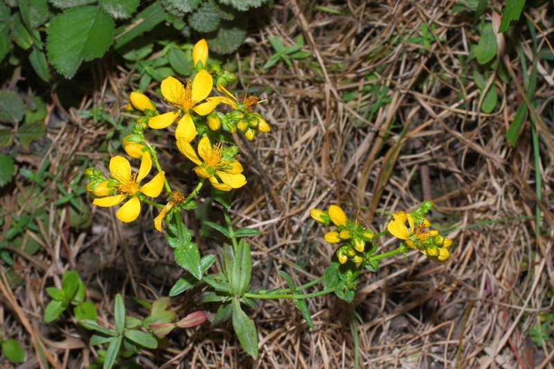 Hypericum trichocaulon photo 6