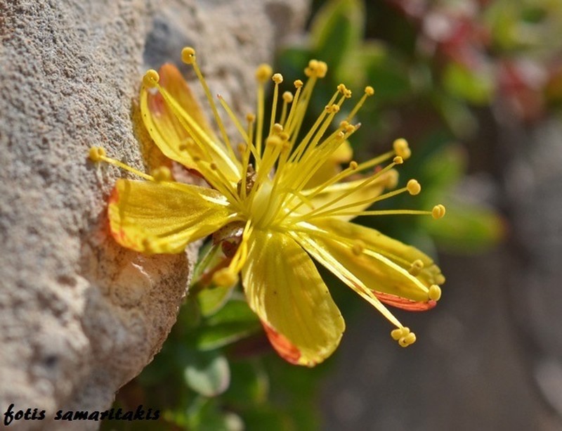 Hypericum trichocaulon photo 7