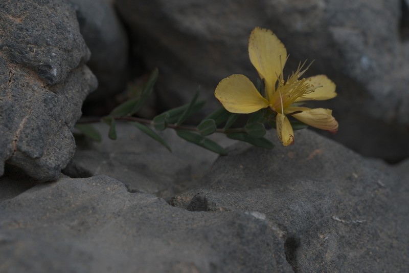 Hypericum trichocaulon photo 8