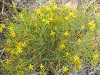 Hypericum triquetrifolium