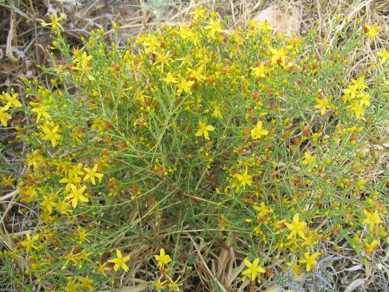 Hypericum triquetrifolium