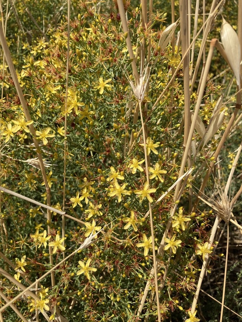 Hypericum triquetrifolium photo 2
