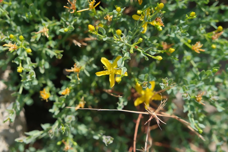 Hypericum triquetrifolium photo 3
