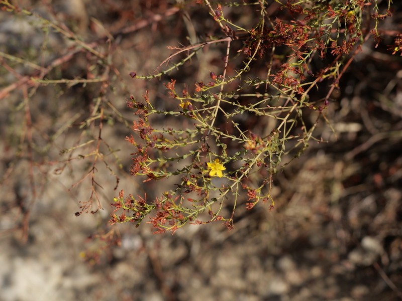 Hypericum triquetrifolium photo 4