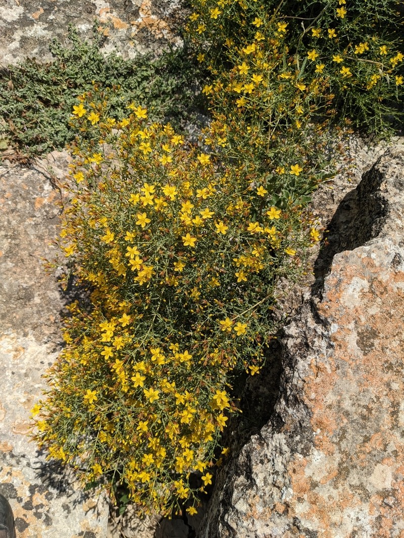 Hypericum triquetrifolium photo 5