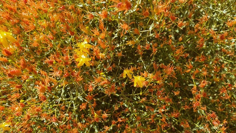 Hypericum triquetrifolium photo 6