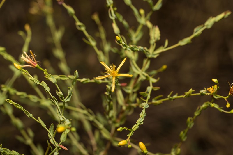 Hypericum triquetrifolium photo 7