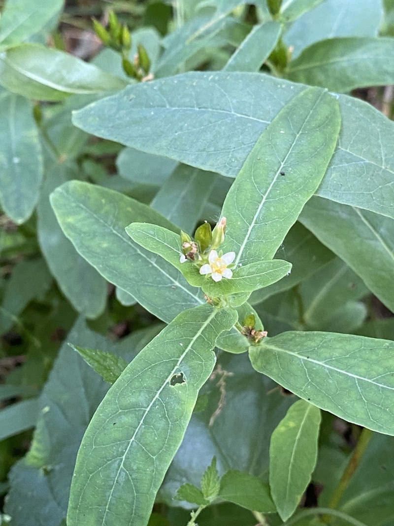 Lesser Marsh St. Johnswort photo 2