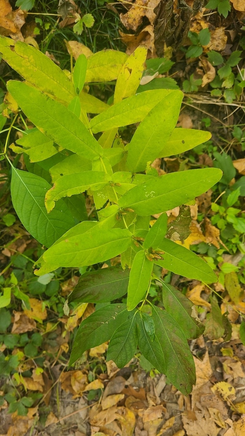 Lesser Marsh St. Johnswort photo 3