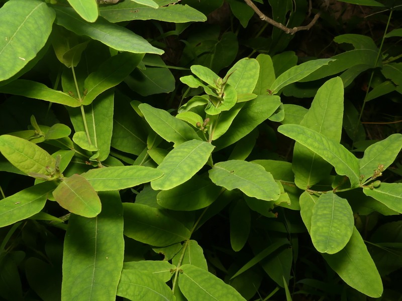Lesser Marsh St. Johnswort photo 4