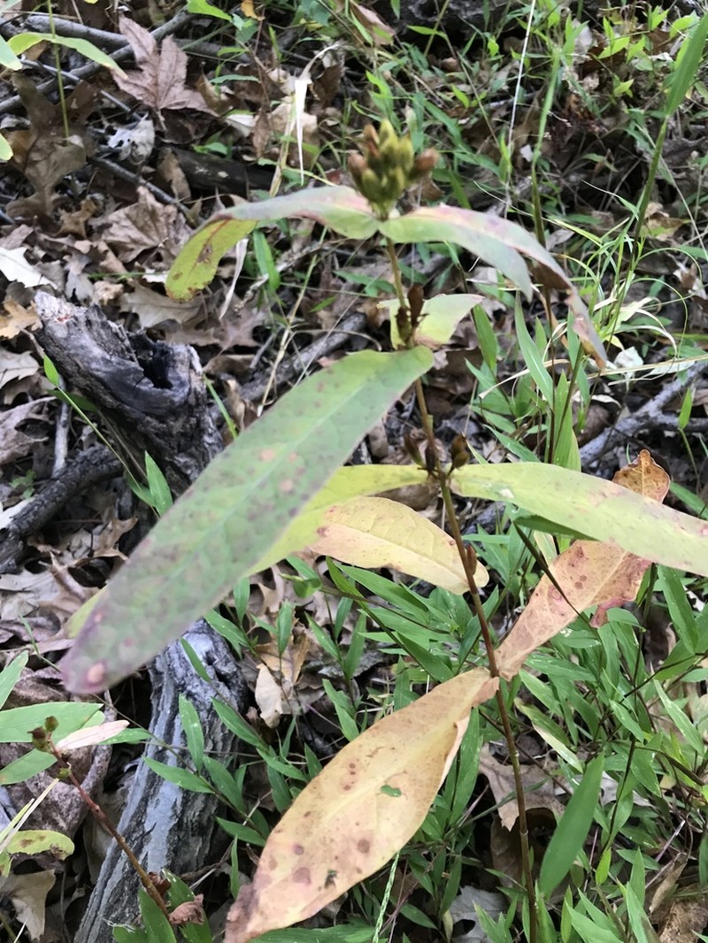 Lesser Marsh St. Johnswort photo 6