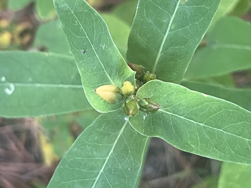 Lesser Marsh St. Johnswort photo 8