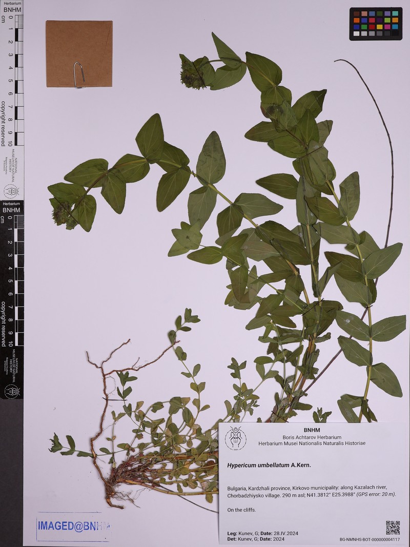 Hypericum umbellatum