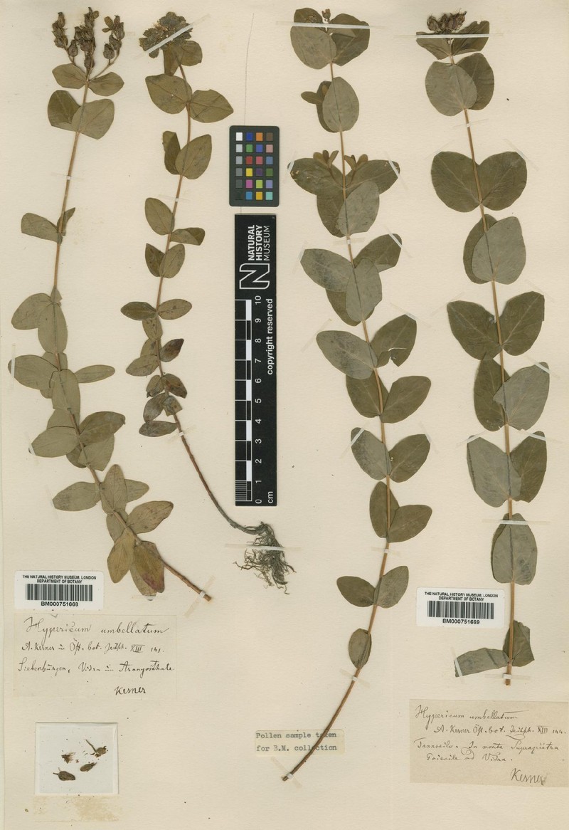 Hypericum umbellatum photo 2
