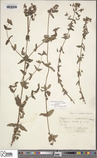Hypericum undulatum
