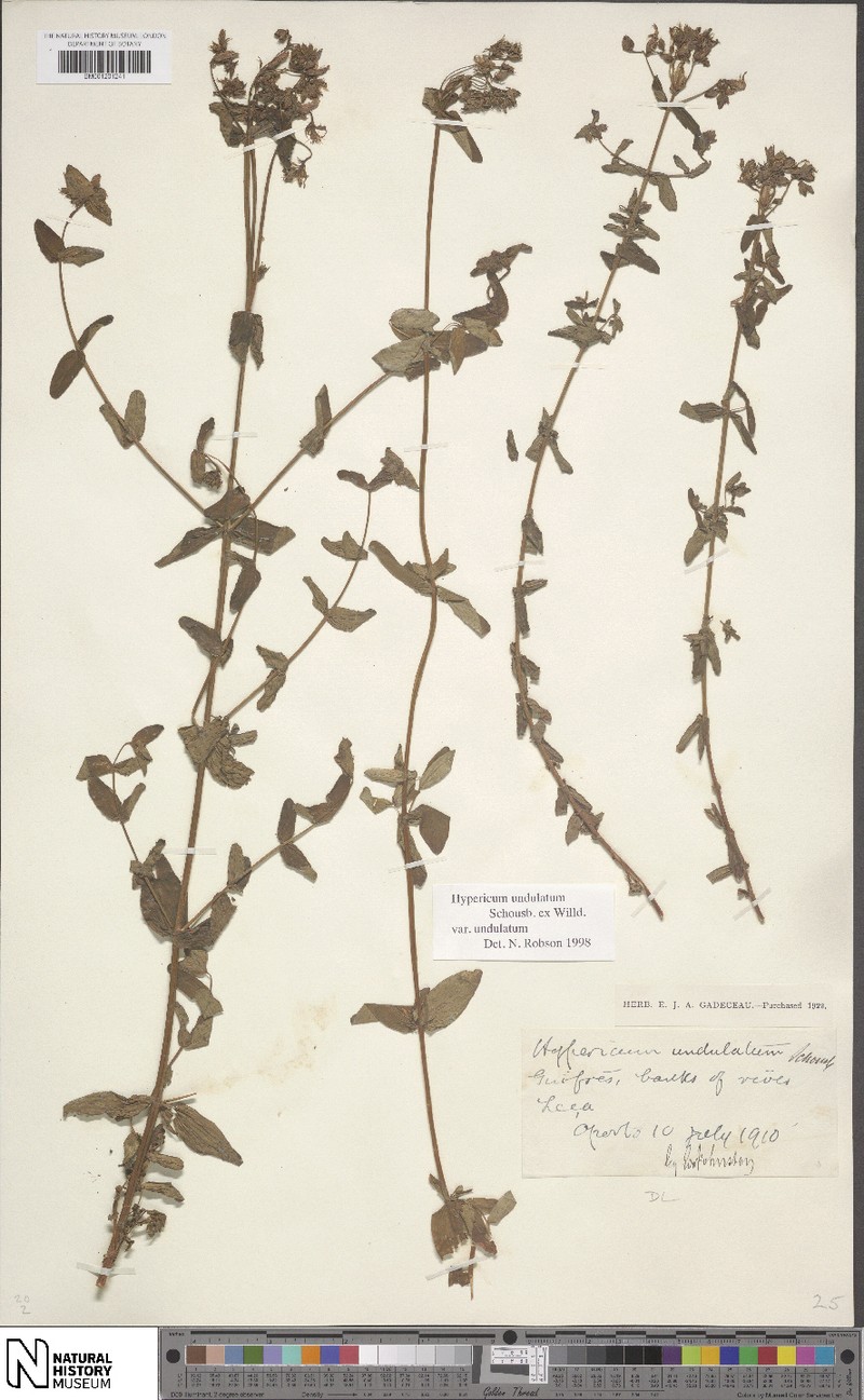 Hypericum undulatum