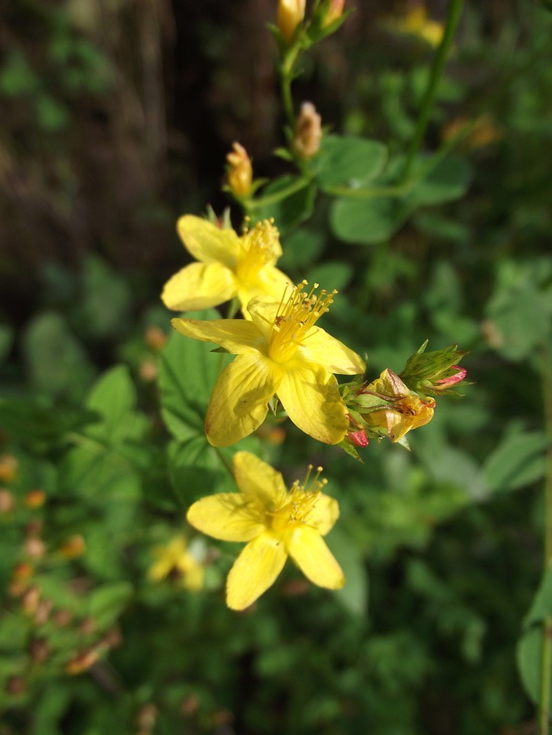 Hypericum undulatum photo 2