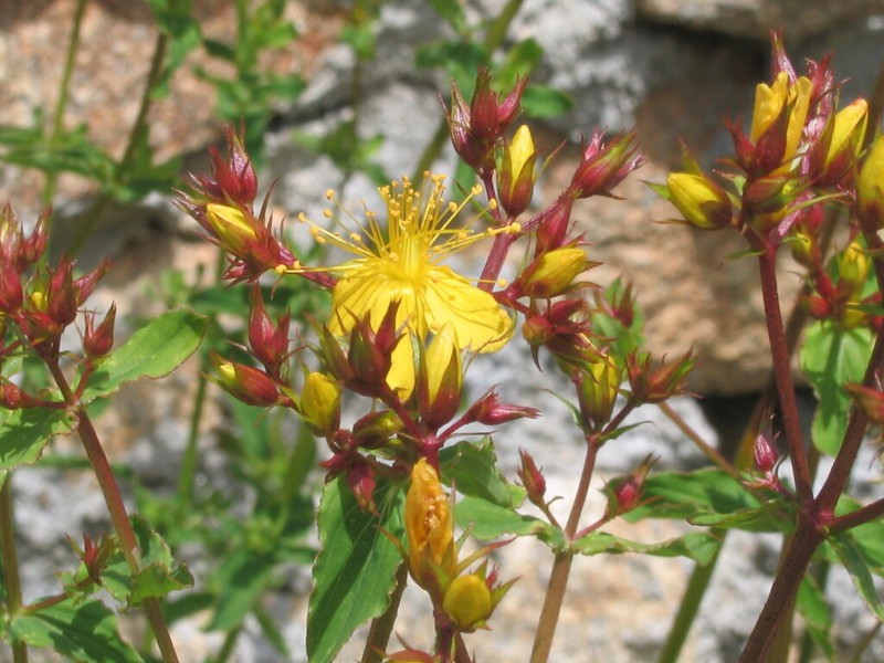 Hypericum undulatum photo 3