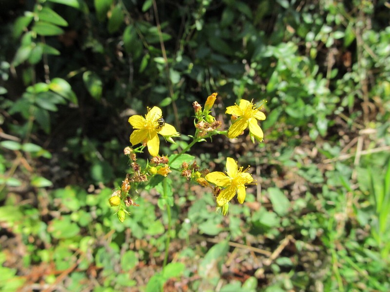 Hypericum undulatum photo 4