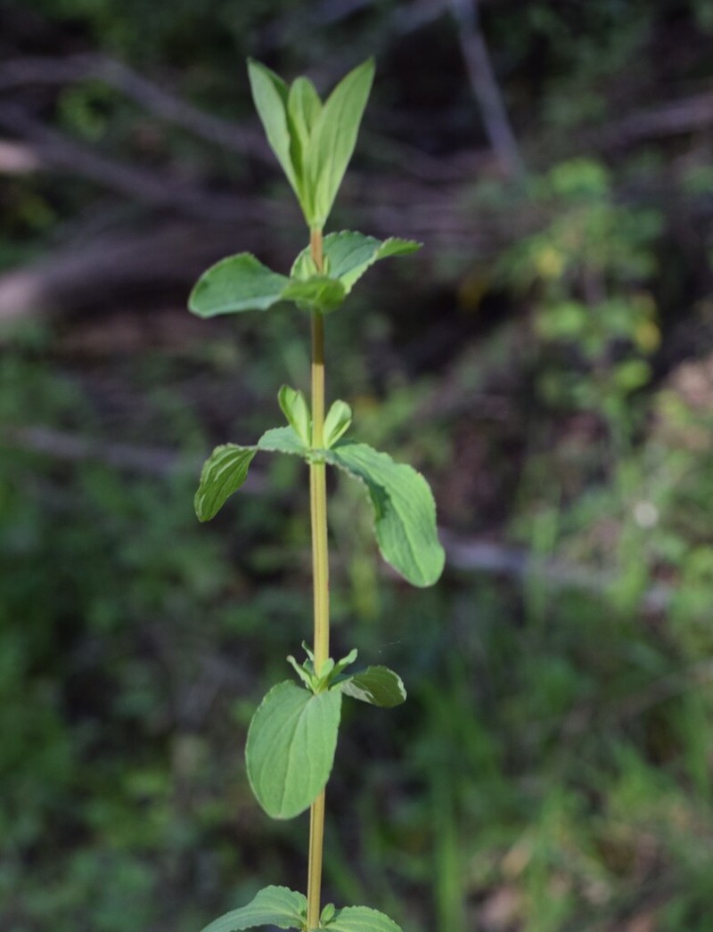 Hypericum undulatum photo 5