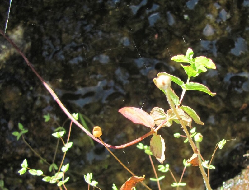 Hypericum undulatum photo 6