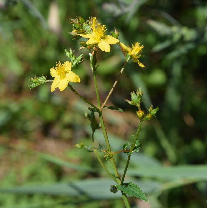 Hypericum undulatum photo 7