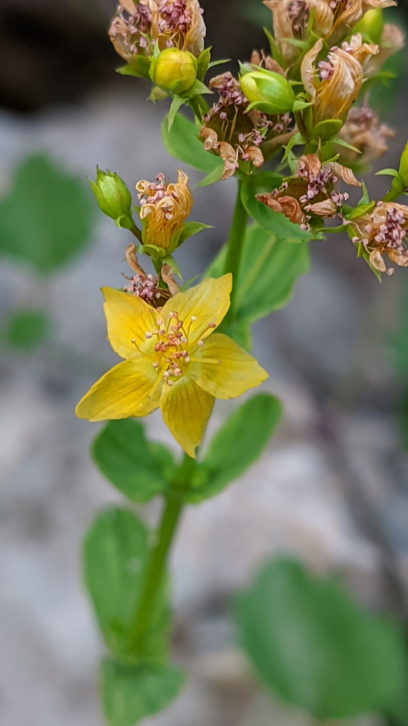 Hypericum undulatum var. boeticum