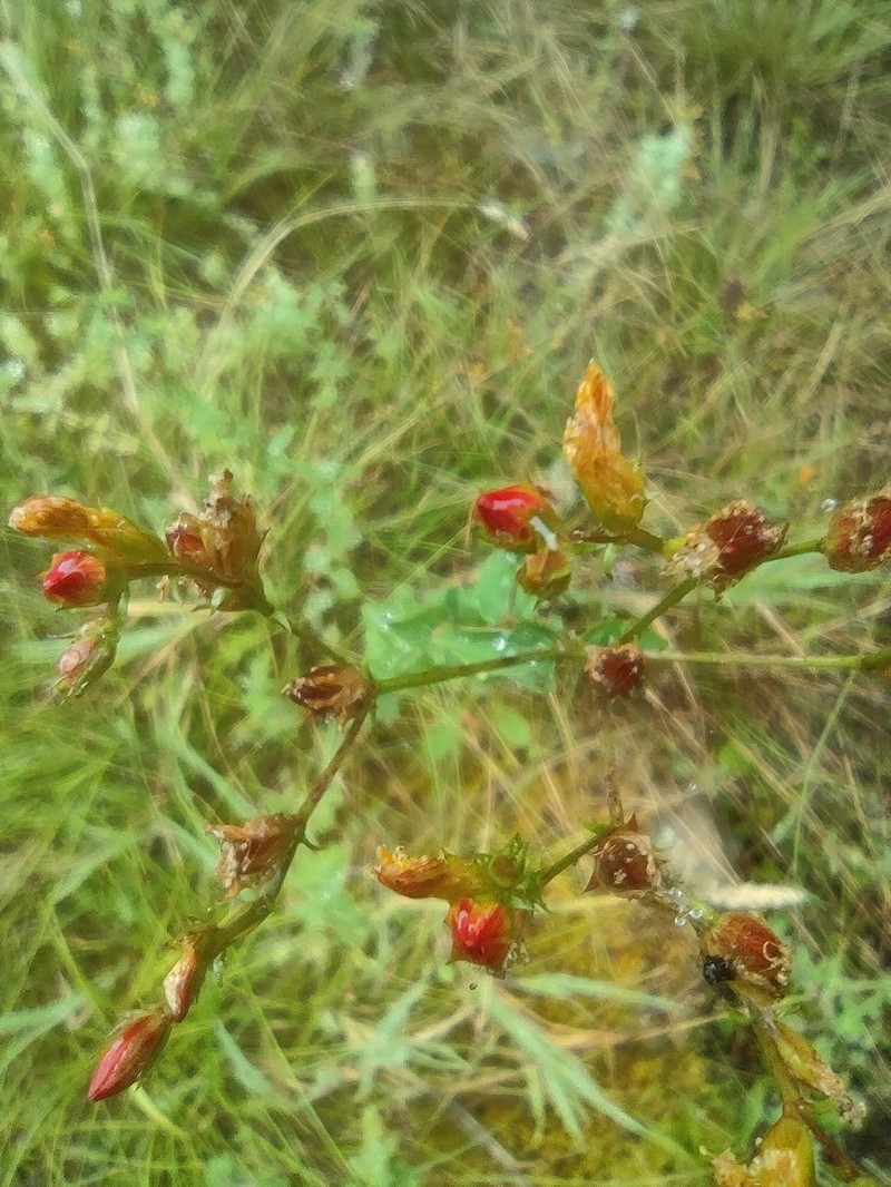 Hypericum undulatum var. undulatum