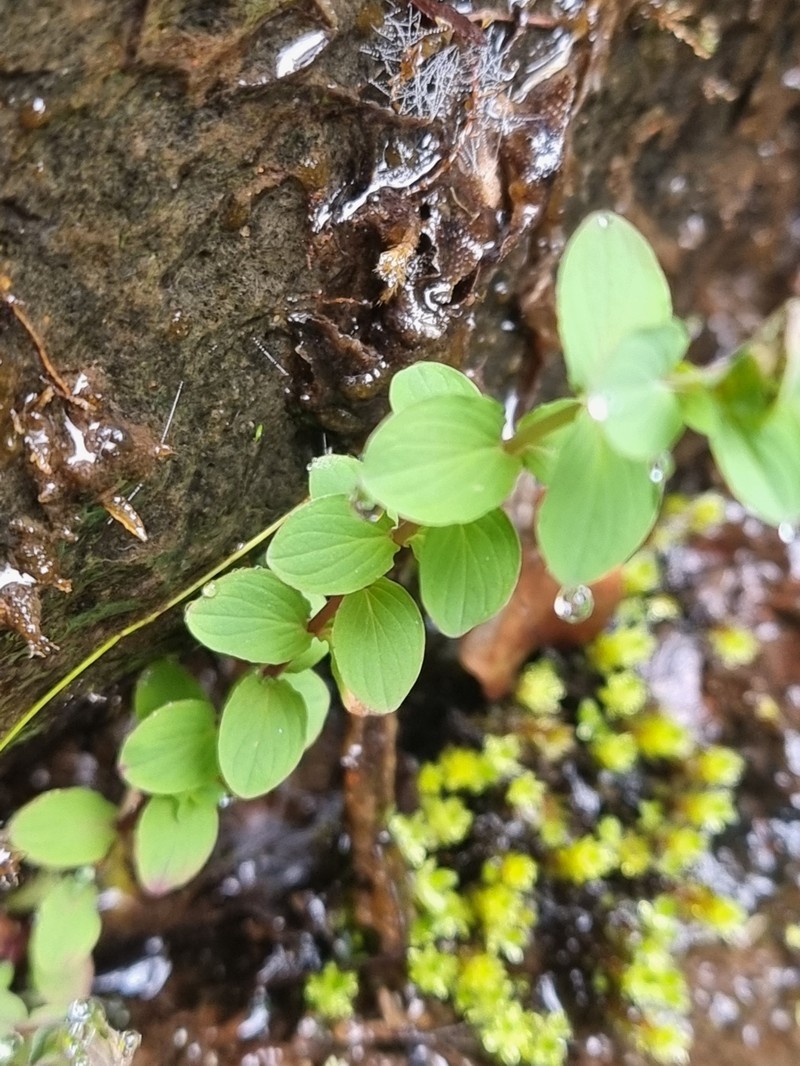 Hypericum undulatum var. undulatum photo 2