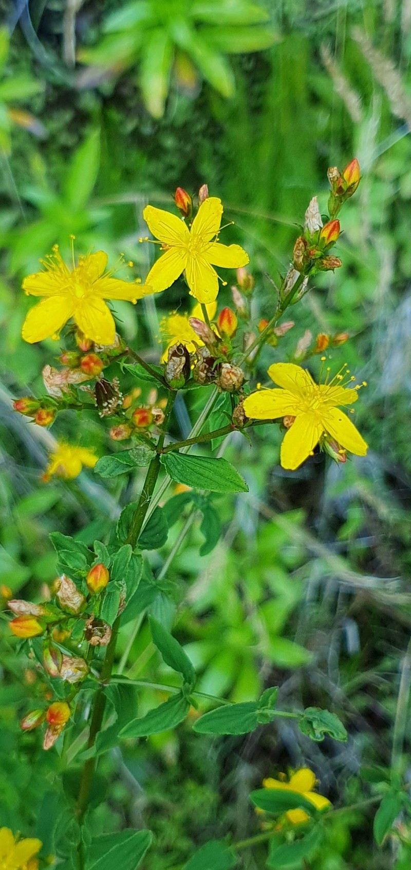 Hypericum undulatum var. undulatum photo 3