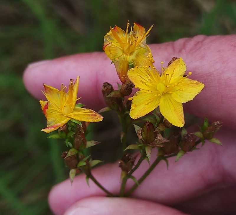 Hypericum undulatum var. undulatum photo 4