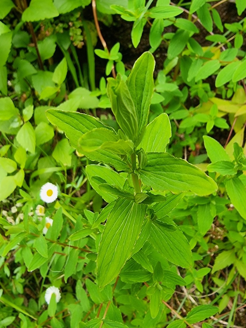 Hypericum undulatum var. undulatum photo 5