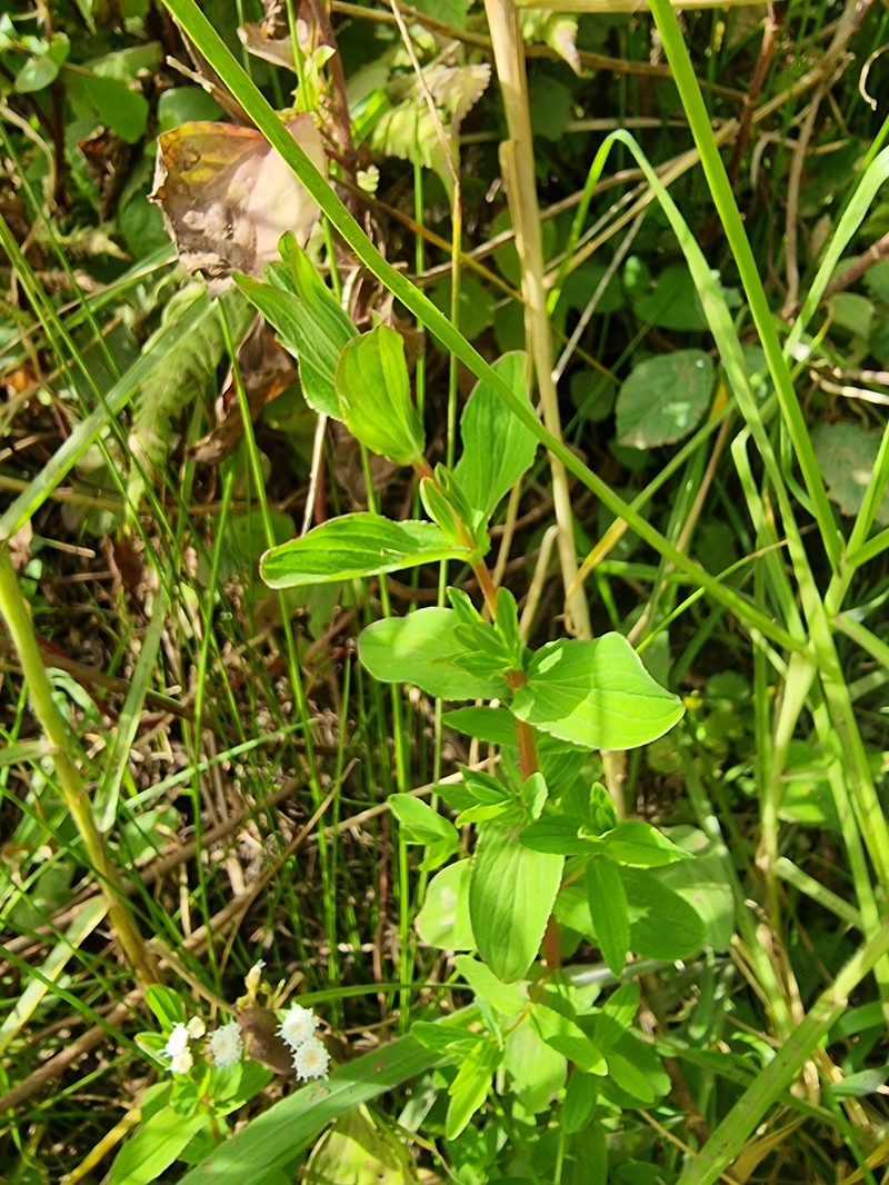 Hypericum undulatum var. undulatum photo 6