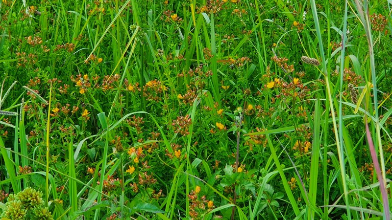 Hypericum undulatum var. undulatum photo 7