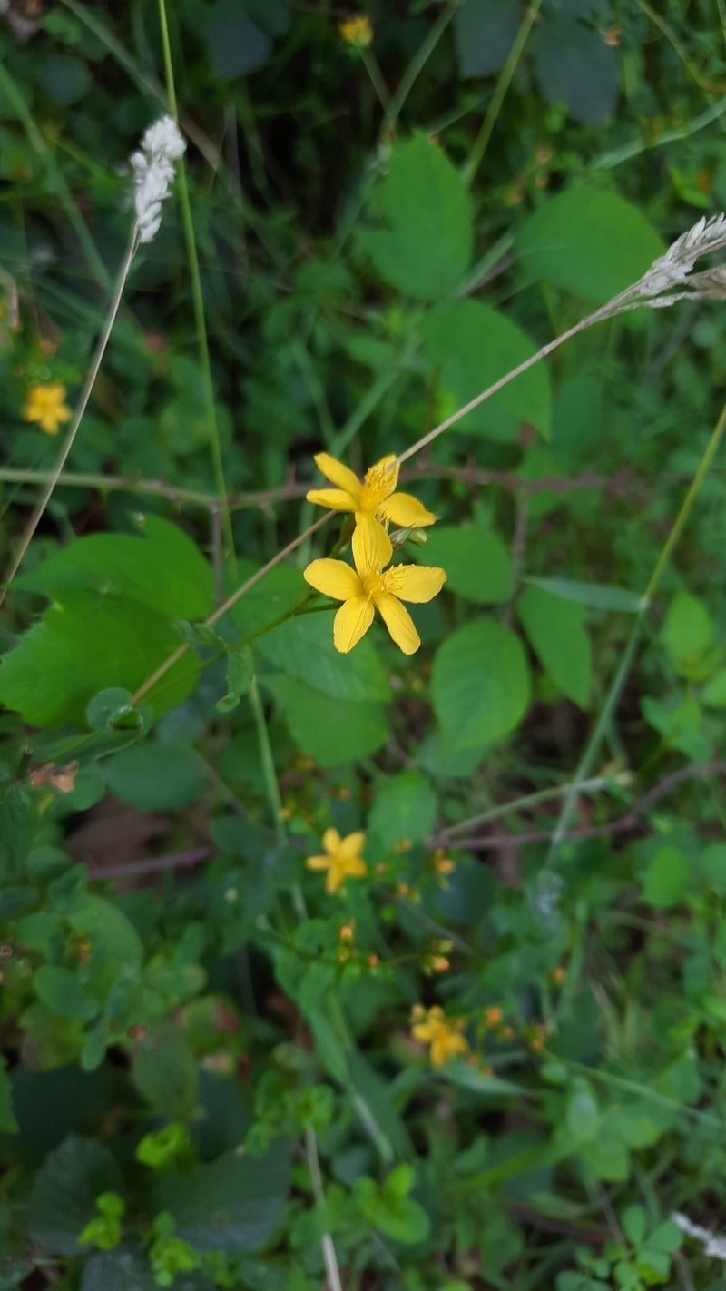 Hypericum undulatum var. undulatum photo 8