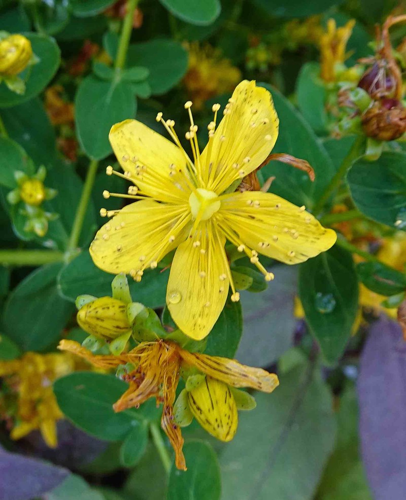 Hypericum uniflorum