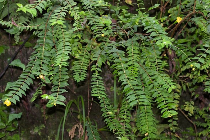 Hypericum uralum photo 2