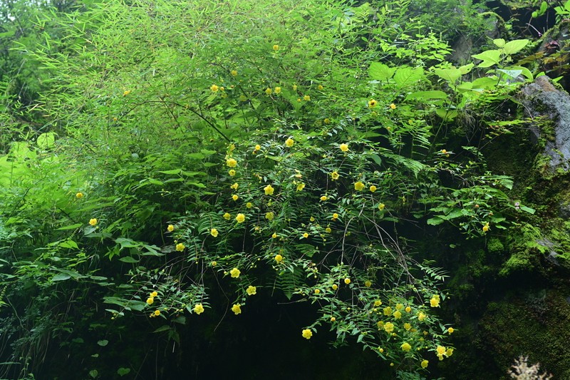 Hypericum uralum photo 3