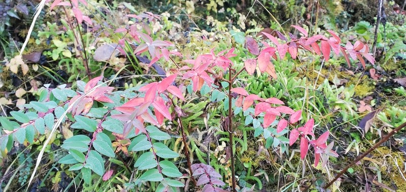 Hypericum uralum photo 4