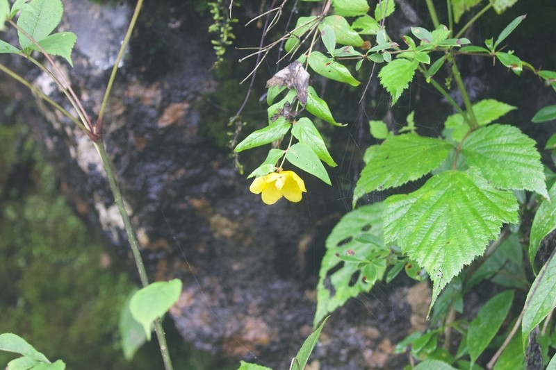 Hypericum uralum photo 5