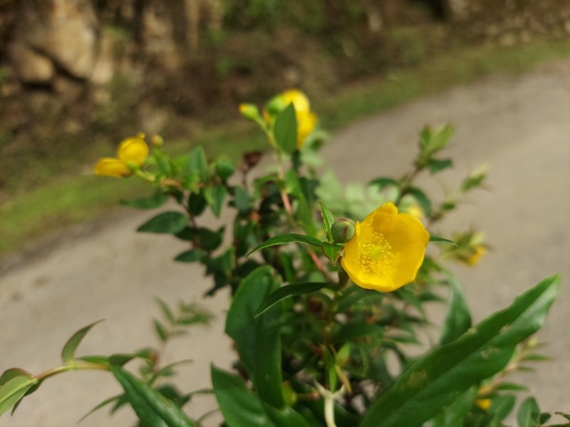Hypericum uralum photo 6