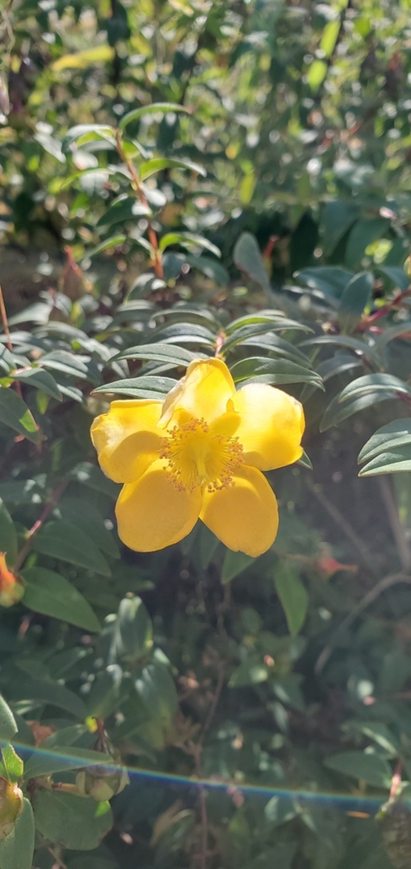 Hypericum uralum photo 7