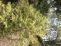 Hypericum uralum