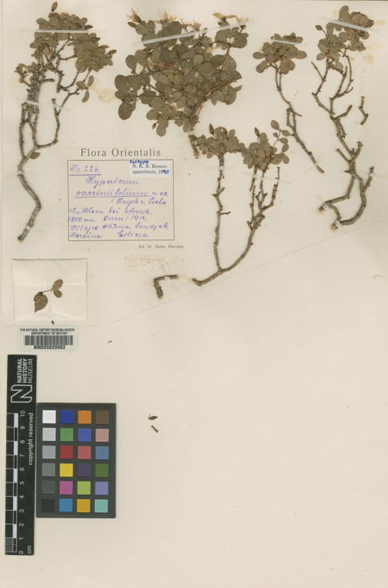 Hypericum vacciniifolium