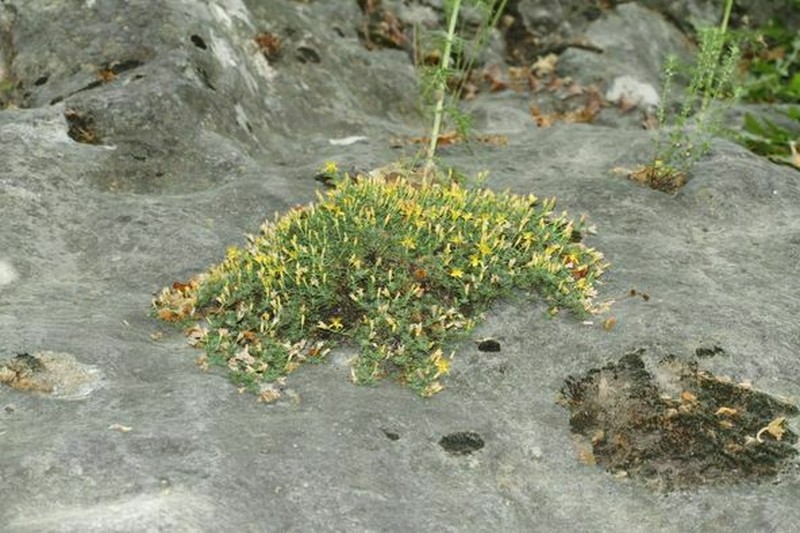 Hypericum vacciniifolium photo 2