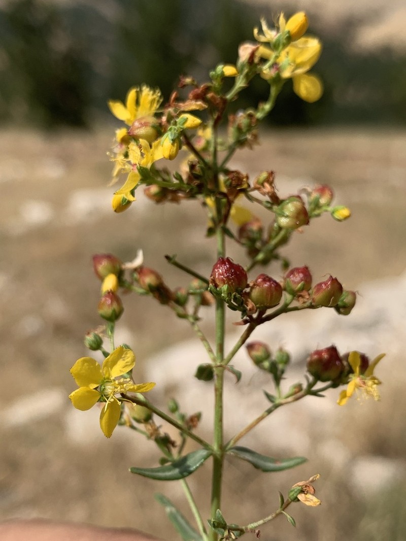Hypericum vermiculare photo 2